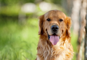 Собака, взгляд, ретривер, друг