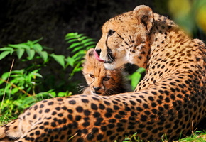 мама, Гепард, отдых, мать, котёнок, chetach