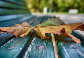 Лист, осень, макро, скамья