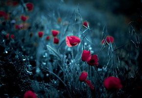 Маки, цветы, фон