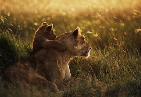 трава, Львица, семья, поляна, львенок