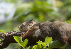 Ветка, листва, отдых, спит, белка