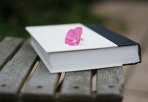 макро, цветок, Книга