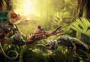 ящерицы, черепаха, Джунгли, папоротник, игуана, свет