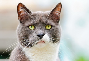 настроение, портрет, Кошка