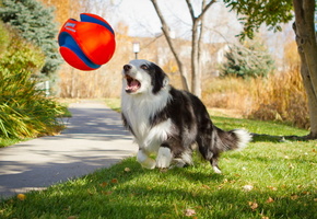 Собака, игра, друг