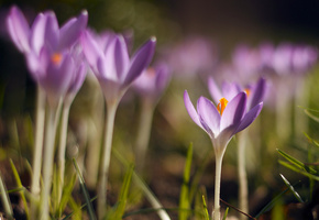 лепестки, сиреневые, весна, Крокусы, трава, макро
