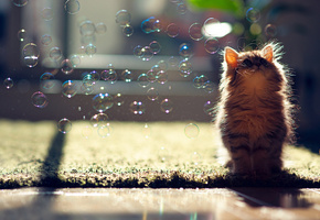 мыльные, Кошка, daisy, c ben torode, пузыри