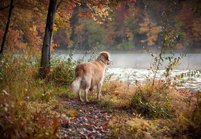 друг, осень, Собака