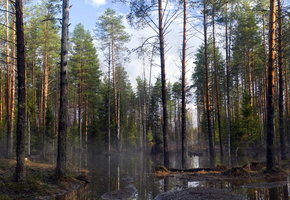 деревья, природа, Лес, весна