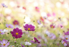 розовые, малиновые, лепестки, Космея, белые, цветы