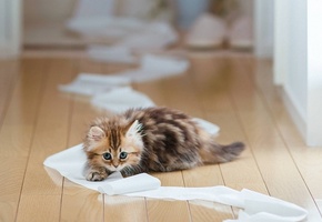 пол, daisy, бумага, туалетная, доски, ben torode, котенок, Кошка