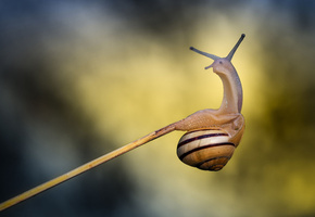 усики, полоски, ракушка, травинка, прутик, улитка, Макро