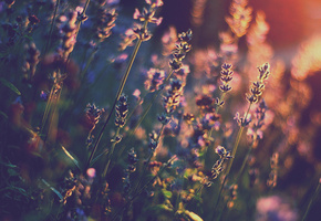 лаванда, свет, тепло, боке, Цветы