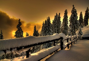 снег, белоснежно, Зима, ель, холод