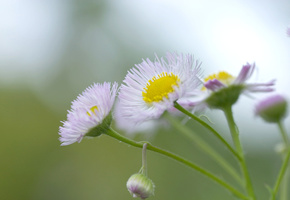 белые, Цветок, ромашка, лепестки, желтый, растение