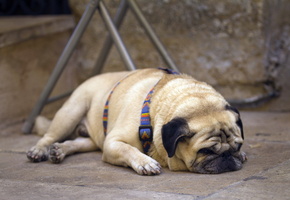 мопс, Собака, улица