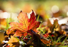 макро, трава, листья, Осень