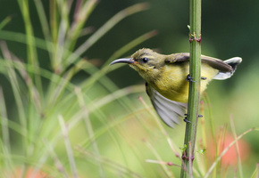 птица, sunbird, нектарница, ветка, трава, Птичка