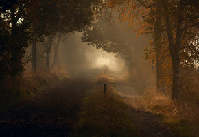 утро, свет, осень, Природа, дорога, капли