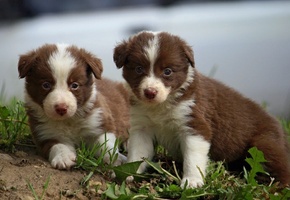 Щенок, бордер-колли, малыши