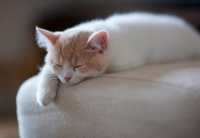 Hannah, c ben torode, котенок, сон