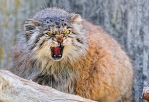 лес, природа, Манул, животные