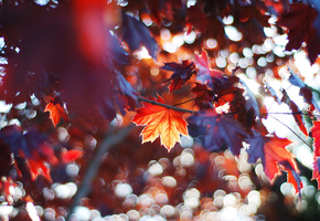 клён, дерево, ветви, листья, осень, Лес