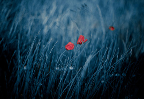 ветер, боке, Поле, природа, маки