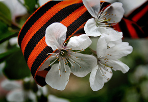 георгиевская, лента, Белые, день победы, цветы, весна