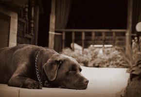 собака, пес, Питер, сон