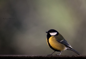 желтая, птица, синичка, синица, Ветка