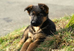 собака, Щенок, трава