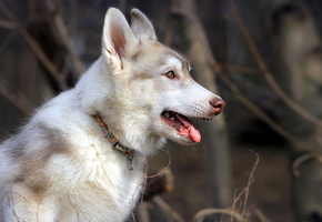 природа, Собака, друг