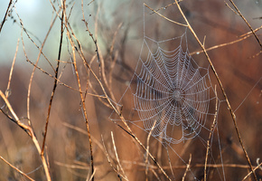 Растения, паутина, вода, после дождя, macro, капли, ветки