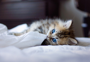 котенок, кошка, Кот, синеглазая