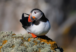 скала, Птица, puffin, атлантический тупик, fratercula arctica