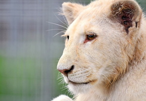 профиль, морда, Лев, белый, львёнок, альбинос