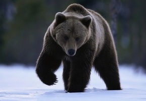 лапа, медведь, Снег, взгляд