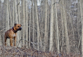 лес, Собака, весна