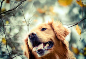 Золотистый ретривер, осень, собака