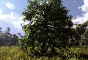 Арт, дерево, klontak, лето, облака, природа, лес, трава