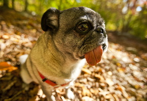 Собака, мопс, взгляд