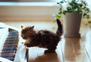 c ben torode, catcert, daisy, синтезатор, Кошка