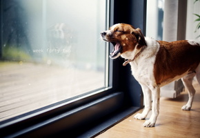 Собака, дом, зевок