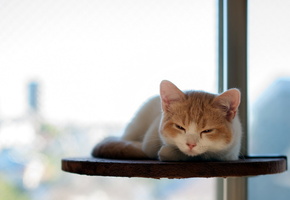 Кошка, отдых, torode