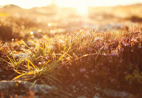 light, macro, боке, свет, bokeh, grass, трава, Макро, природа, nature