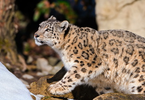 любопытство, камни, стоит, Снежный барс, смотрит, ирбис