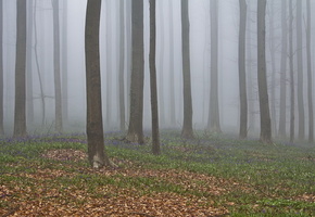 деревья, Лес, природа, туман