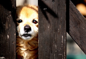 Собака, забор, улица